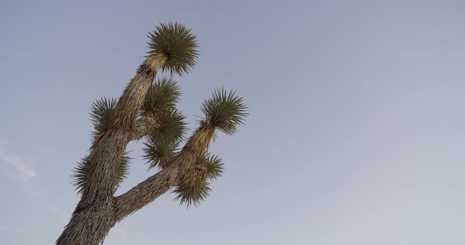 The tree has balls of needles at the end of the branches