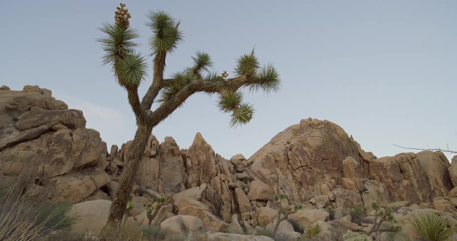 Joshua tree stands amid rugged desert rocks