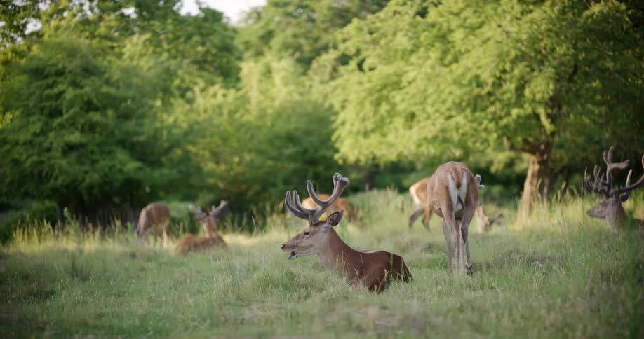 Herd of deers relaxing on patch of grass in the wilderness at midday
