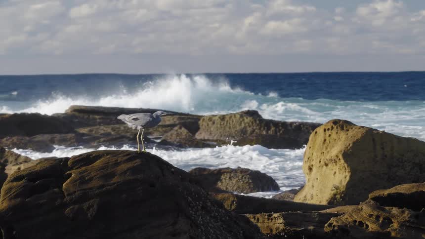 A grey heron stands majestically on a large rock along the coast watching patiently as powerful ocean waves crash onto the shore behind it