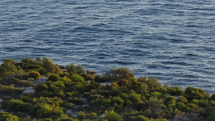 A rugged coastline covered in green bushes and trees with the blue ocean stretching to the horizon