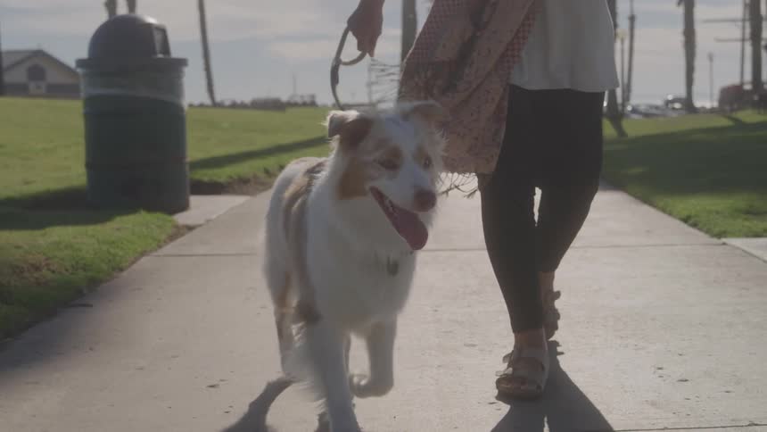 A woman walks her dog on a sunny sidewalk in the park