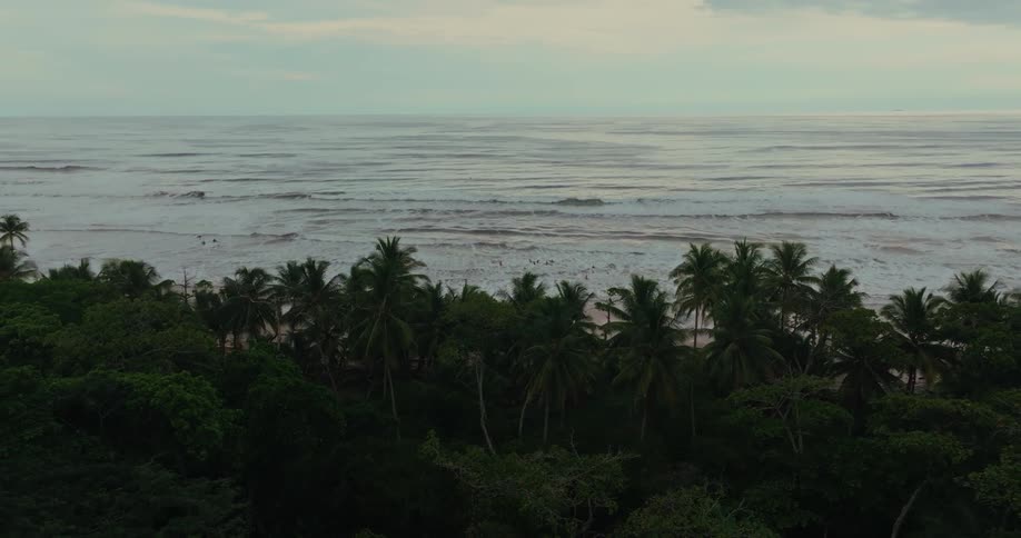 Row of palm trees facing the sea with gentle waves at dusk