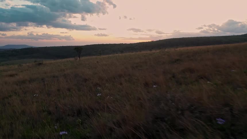 An aerial shot of grassy plains with a lone tree at sunset