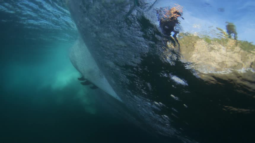 Surfboard generates bubbles as it cuts through the water obscuring the surfer surfing above on a sunny day