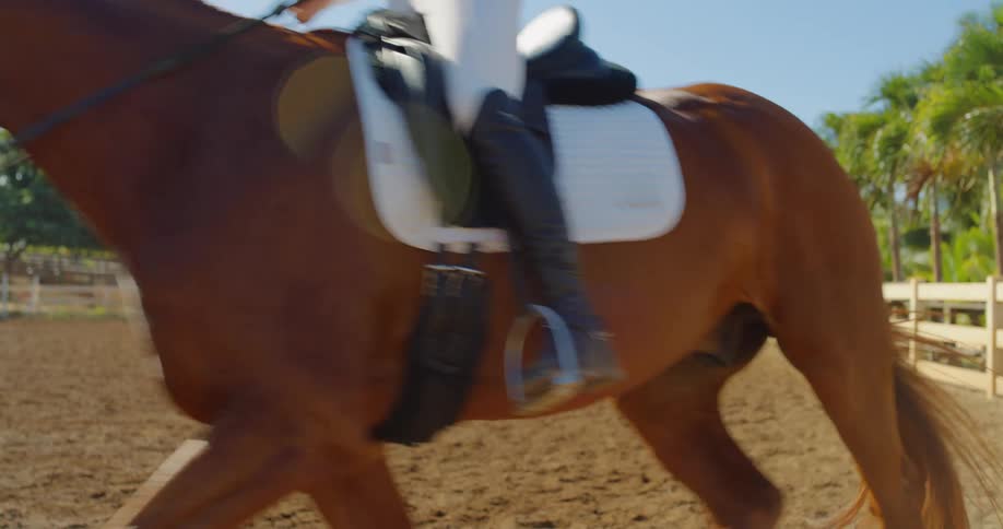 A horse rider in white pants and a dark blue jacket sits on a brown horse trotting in a circular dirt pen with a white fence green trees and a blue sky in the background