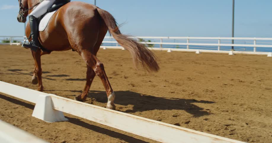 The video shows an equestrian riding a horse in a dirt arena with their back to the camera the horse is walking steadily as the rider sits tall and relaxed in the saddle in the background there is a wooden fence and palm trees suggesting a warm and s