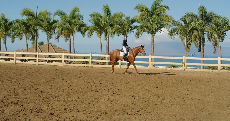 A rider guides a horse in a sandy arena lined with palm trees near the ocean