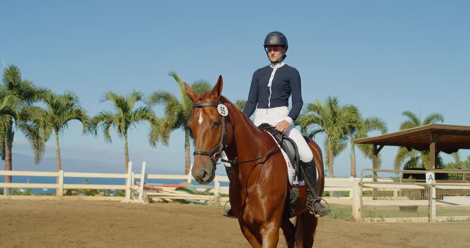 A woman wearing a black helmet a dark blue long sleeve shirt and white pants sits on a brown horse with a number pinned to the side of its bridle in a sunny outdoor ring with palm trees and a white fence behind them