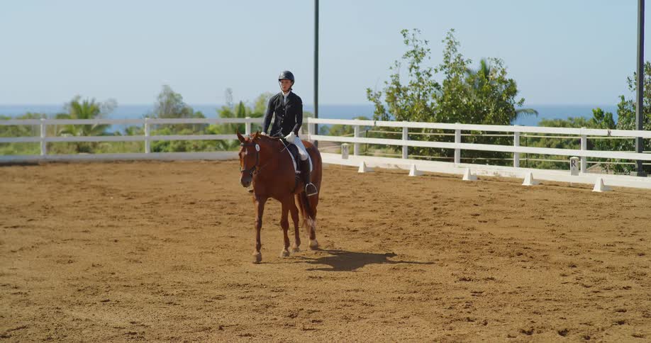 A rider guides a chestnut horse across a sunny arena bordered by palms
