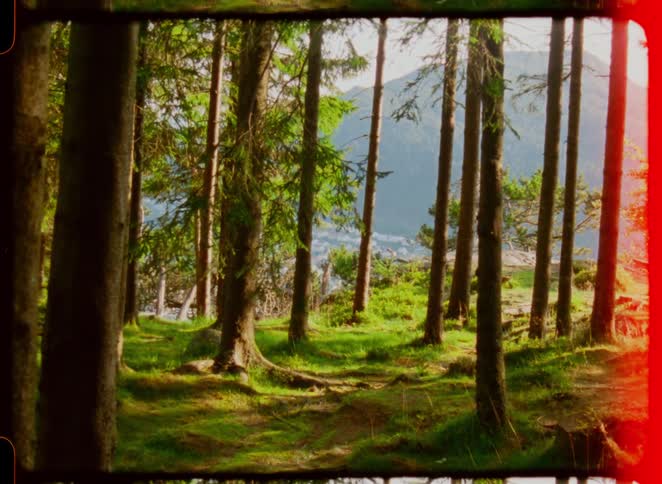 Pine trunks rise in a forest lit by the afternoon sun