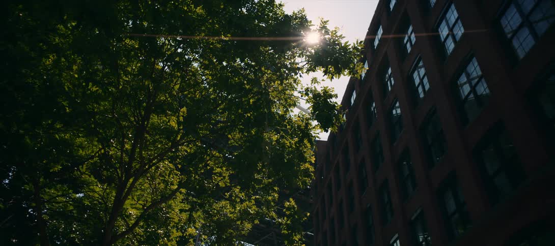 Sunlight glares through the branches of a tall tree standing near a mid rise building
