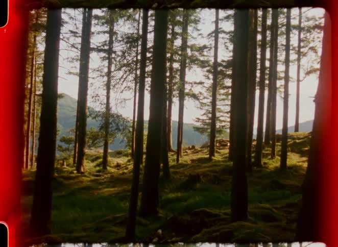 Sunlit forest with tall trees and mountains in the background