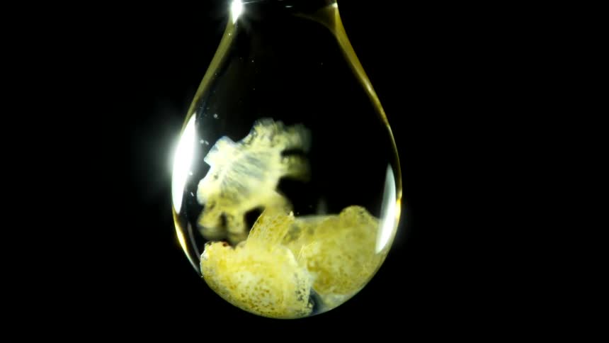 Tiny immature jellyfish are swimming within a single drop of water