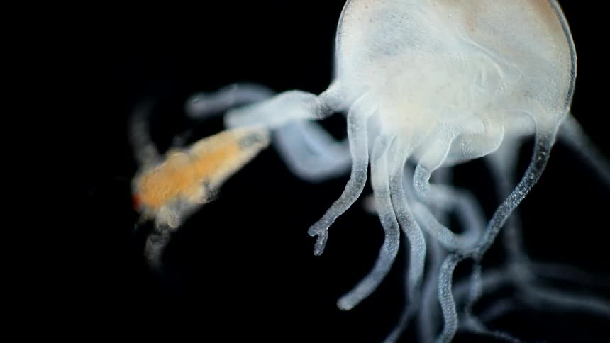 A yellow microbial animal is moving near another that has tentacles that holds the yellow one
