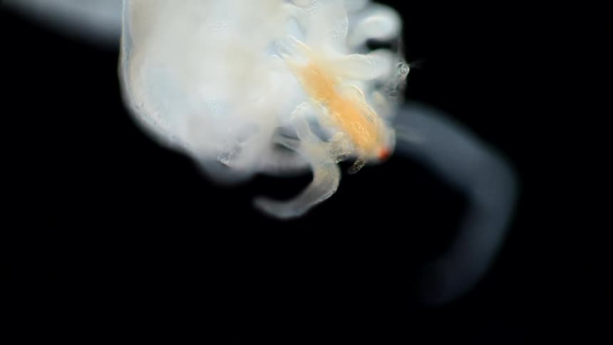 Microscopic translucent organism with tentacles extending in various directions