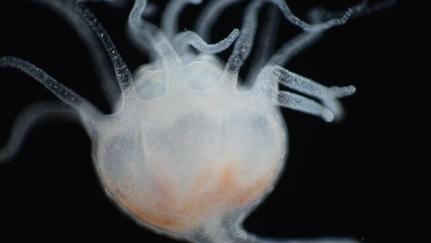 A close up shows a jellyfish polyp twitching its tentacles