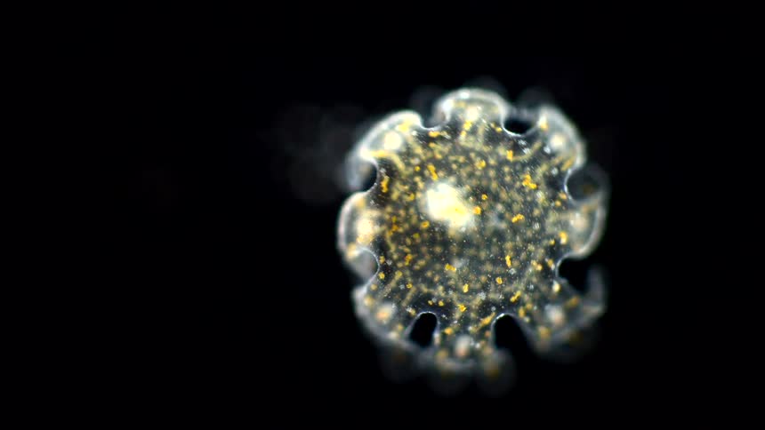A translucent marine organism with a central white shape and a round orange speckled body with nine lobes swims slowly on a black background