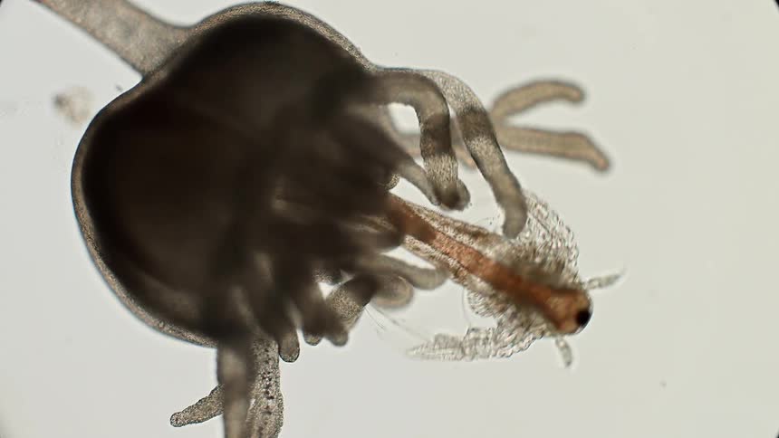 The video shows a microscopic view of a hydra with a brine shrimp in its tentacles the hydras tentacles are visible as it holds the small reddishbrown brine shrimp the shrimps feathery appendages can be seen moving as it struggles