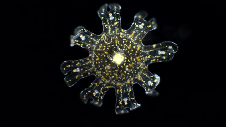 A high magnification view shows a translucent star shaped marine organism with eight rounded limbs and a bright yellow center surrounded by numerous floating golden specks