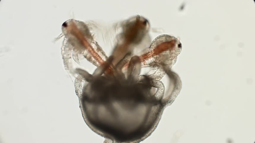 Microscopic transparent organism with multiple appendages and reddish streaks