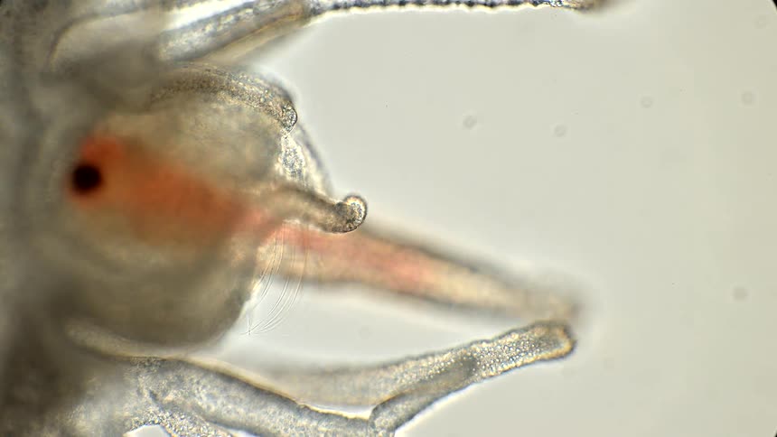 A microbiotic animal feeding on another tiny orange microbiotic animal
