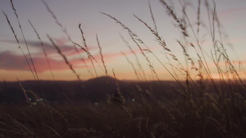 A field of tall grass on a dark morning with the sun shining orange on the horizon