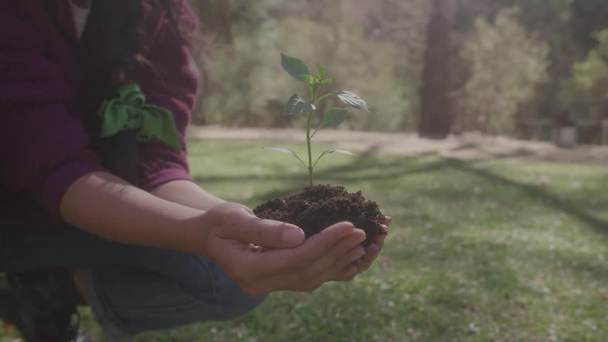 A persons hands holding a small plant seedling surrounded by black soil in an outdoor setting