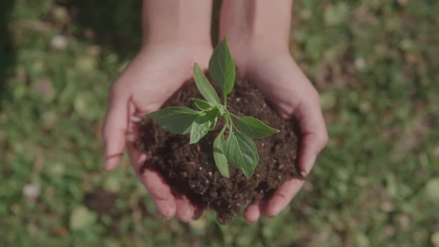 A persons hands holding a small green leaf plant seedling with some black soil around it