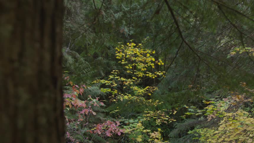The video shows a static shot of a lush forest with a variety of trees the foliage is a mix of green evergreens and deciduous trees with leaves turning red and yellow indicating the fall season a large outoffocus tree trunk is visible in the for