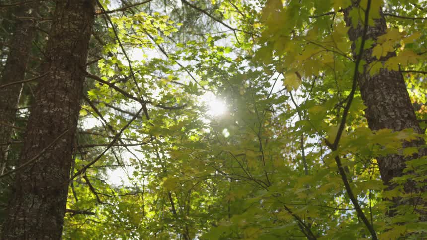 Some sun rays passing between some tree leaves full of small branches