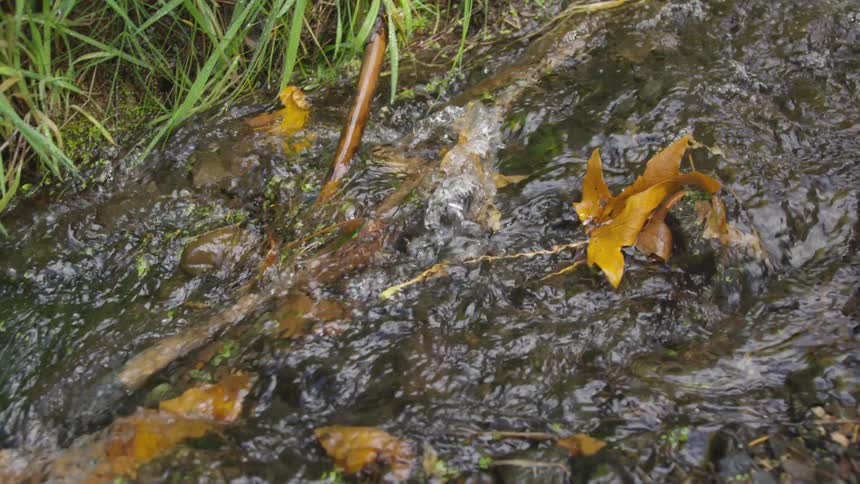The video shows a closeup shot of a small stream of water flowing over and around rocks the stream is bordered by lush green grass on one side and fallen brown leaves and a stick on the other the water is clear but appears dark in the shady patches an