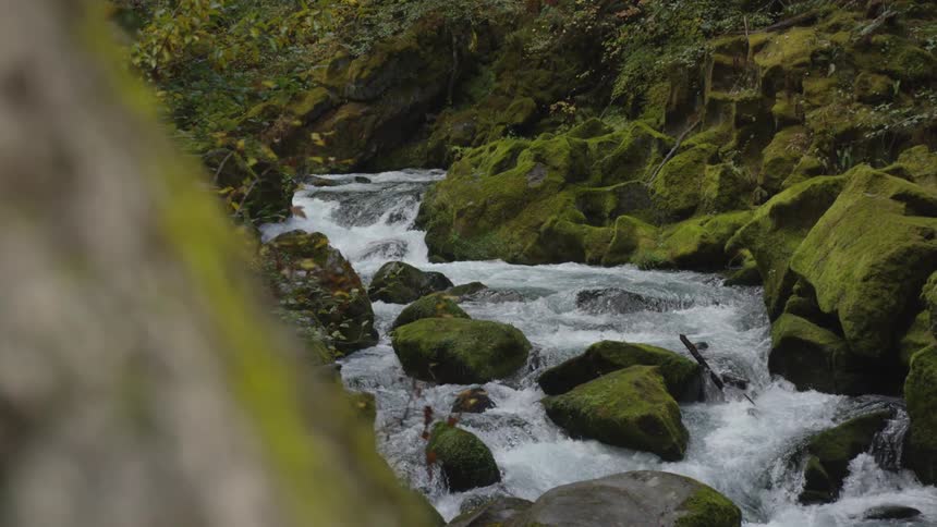 The video shows a scenic view of a river with whitewater rapids the camera pans from left to right revealing the fastmoving water as it flows over large mosscovered boulders in the foreground on the left an outoffocus tree trunk partially obstruc