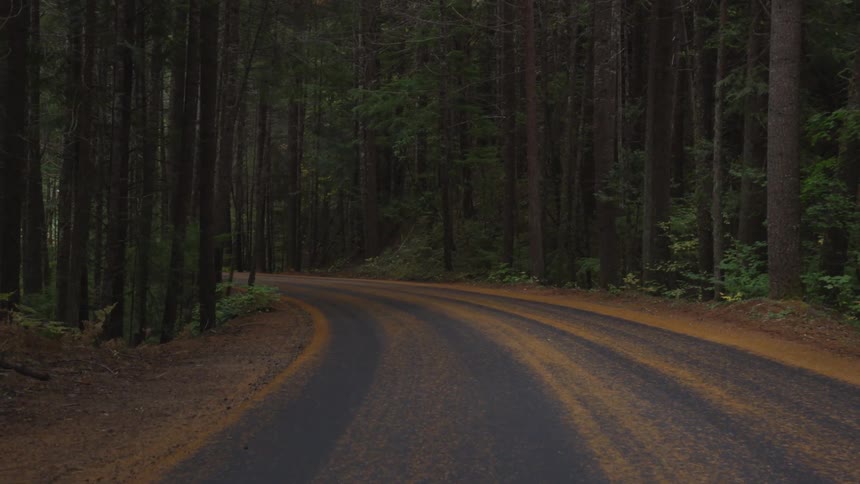 A paved road bends left while passing through a forest of tall trees