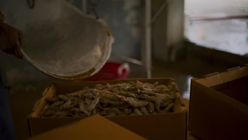 A person pouring a batch of shrimp into a box for packaging
