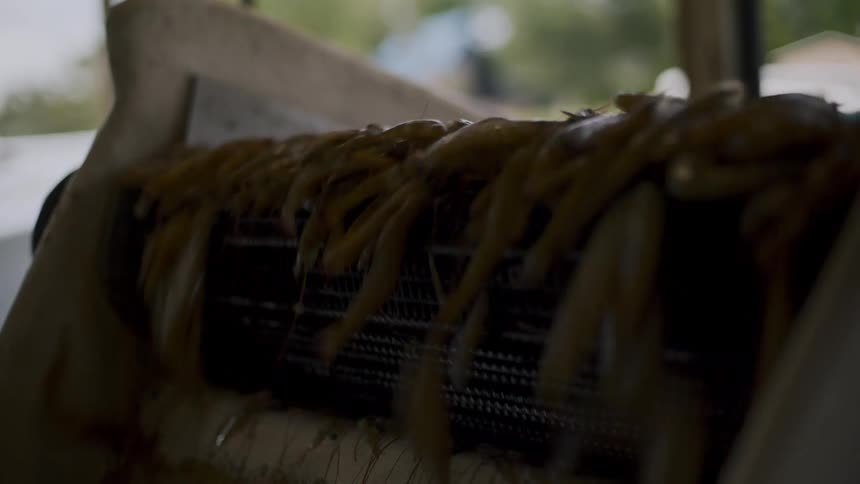 A continuous flow of shrimp being sorted on a moving green conveyor belt as part of a food processing operation