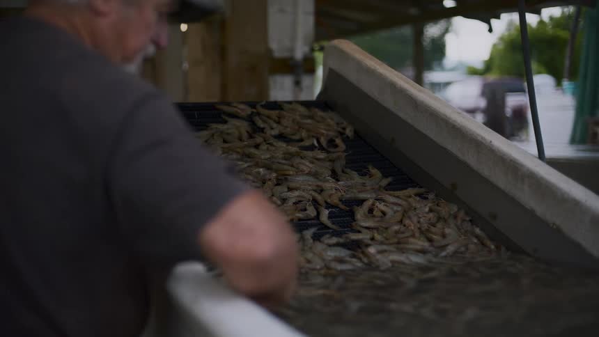 A man washing shrimp in a tank