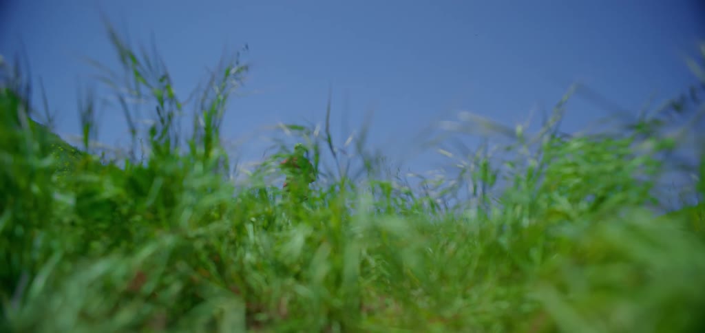 The person runs on the green grass