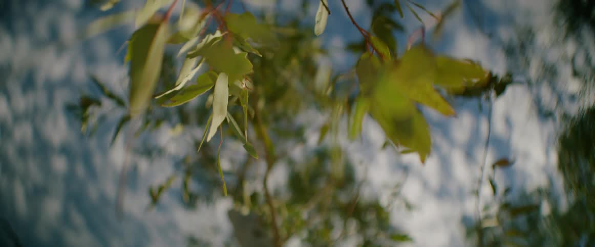 A single leafy tree branch sways in a gentle breeze with the cameras focus shifting from the background to the foreground where the leaves are in clear detailed view against a blurry light blue sky