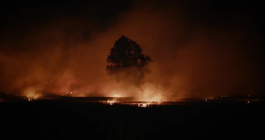 The fire is burning around the tree at night