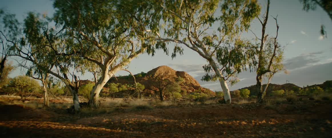 The trees are near the hills