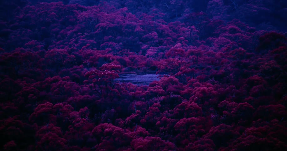 A forest of red trees