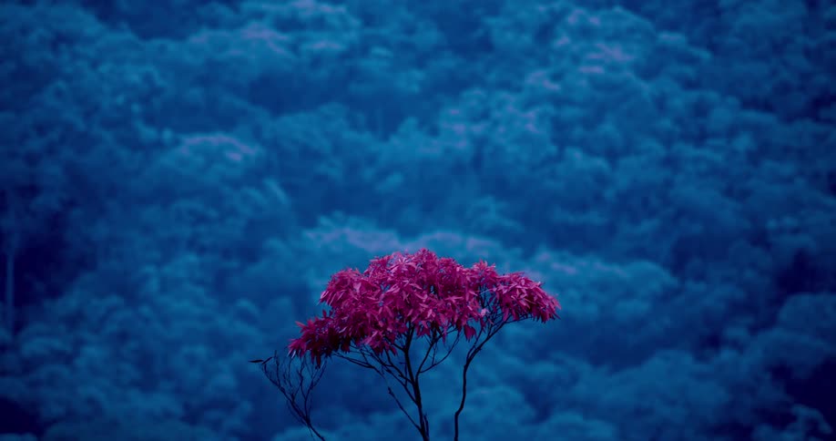 A flower plant with pink leaves in the woods