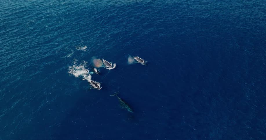 A pod of whales swimming in a deep blue ocean with several of the whales spouting water from their blowholes