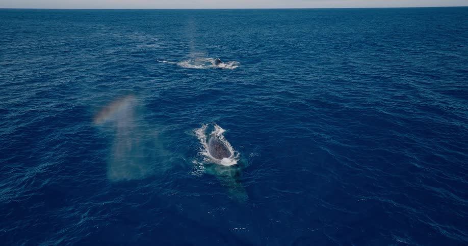 The large whales dive in and out of the ocean