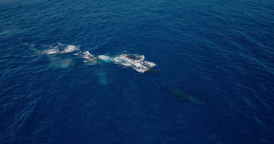 The large whales swim together