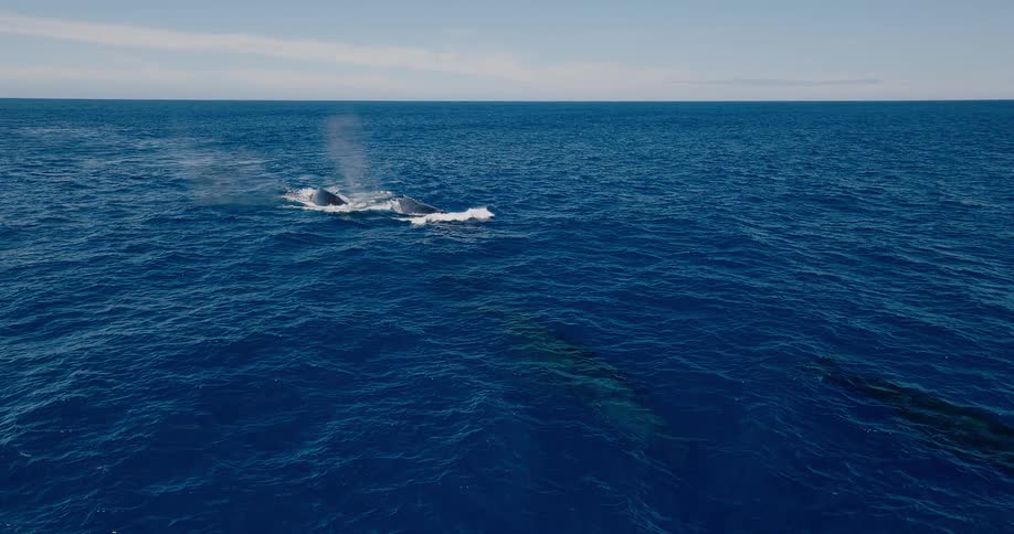 The whale swims in the distance through the blue water