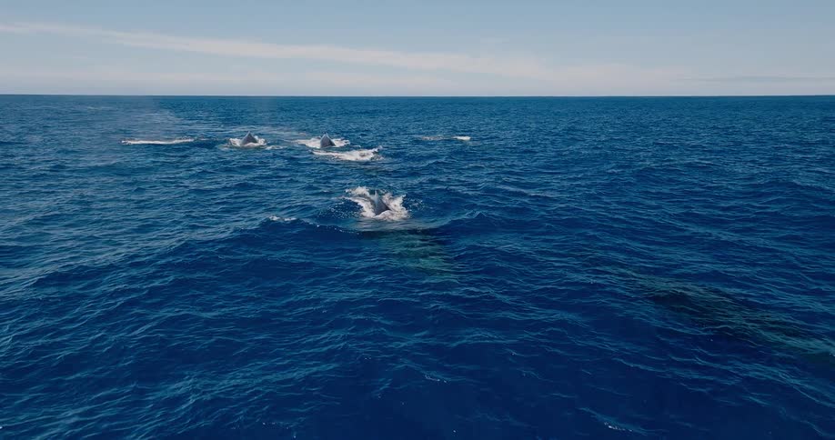The whales swim in a group and spry water up in the air