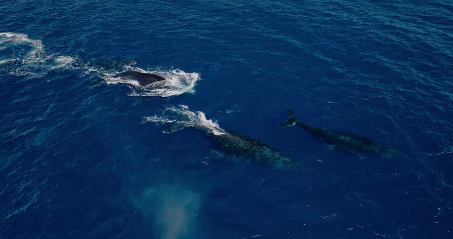 A small group of three whales or a whale pod swimming through the deep blue ocean with two of them breaching the waters surface to exhale large plumes of mist and vapor