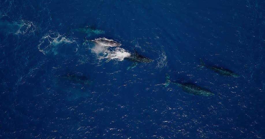 Aerial panorama of whales in the ocean